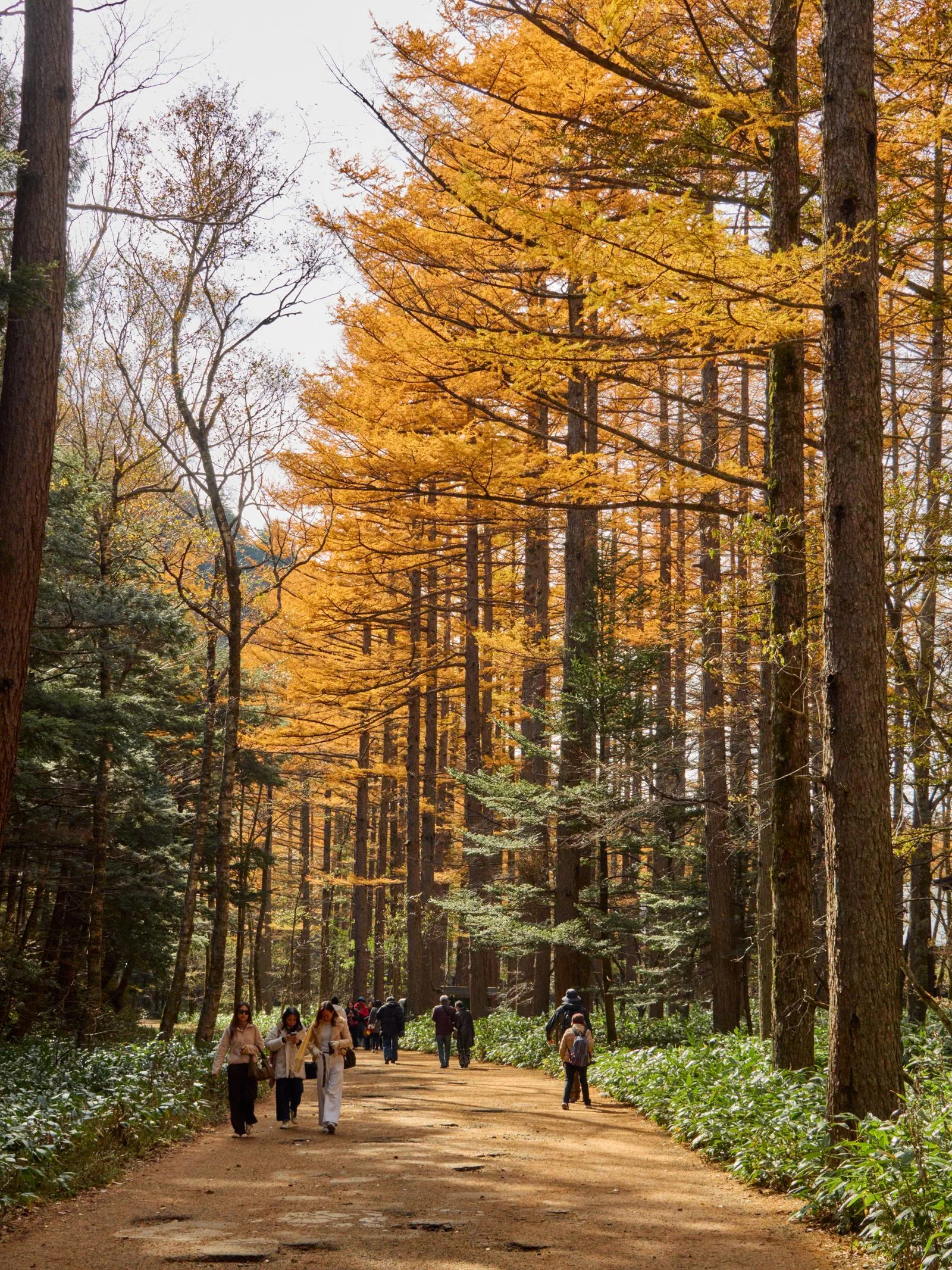 Herbstlaub und Talweg in Kamikōchi
