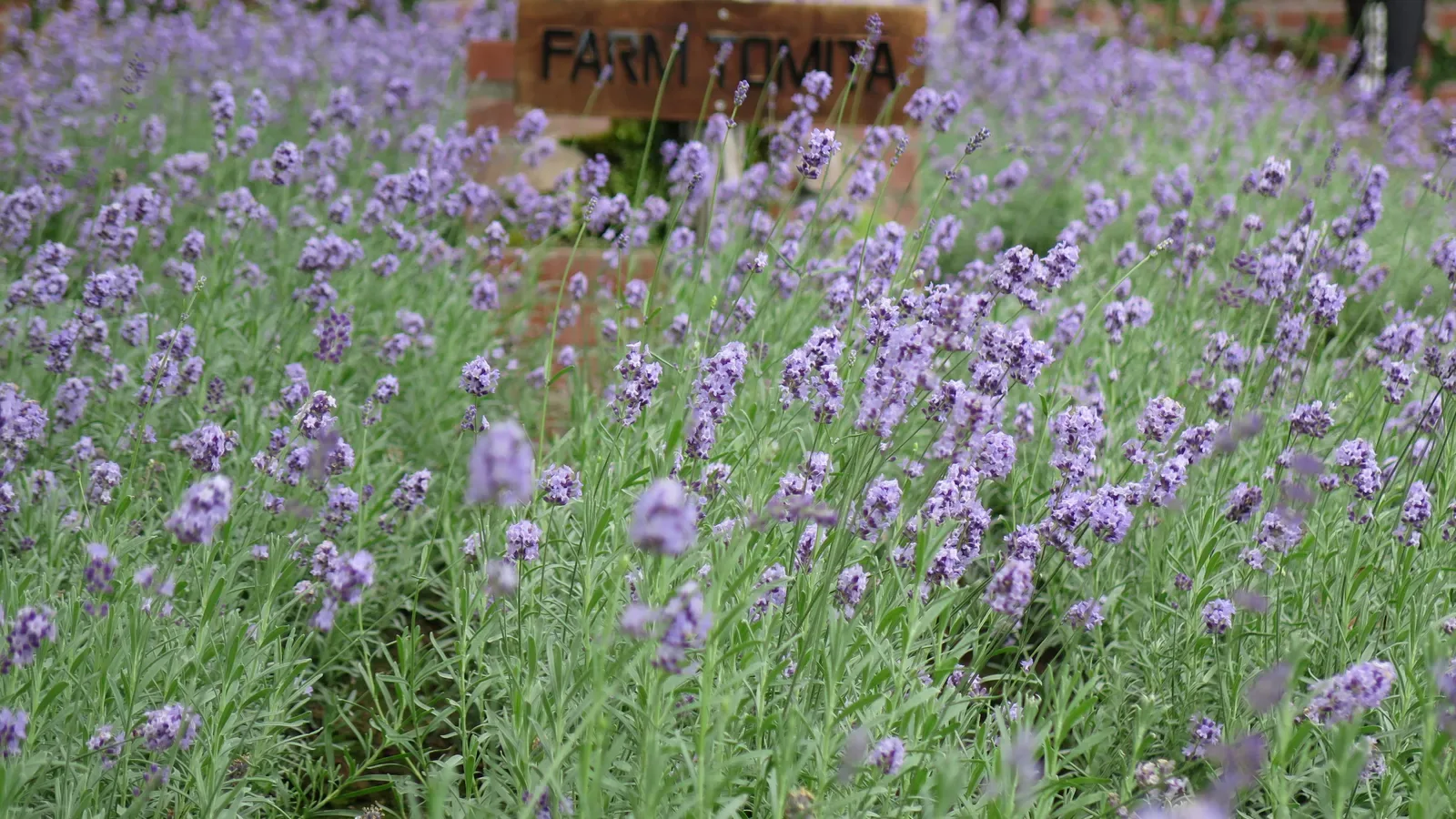 Sommerliche Lavendelfelder in Furano