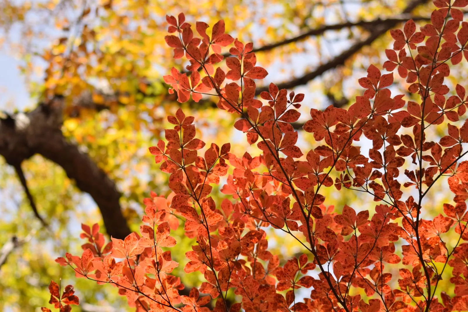 Herbstlaub am Chūzenji-See in Nikkō