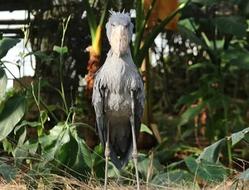 Tierbereich im Kobe Animal Kingdom