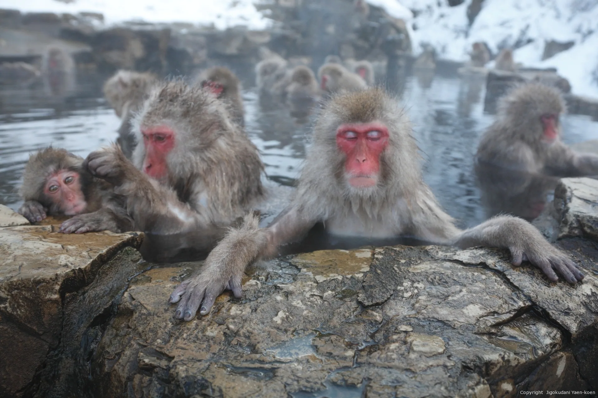 Schneeaffen neben dem heißen Becken im Jigokudani Monkey Park