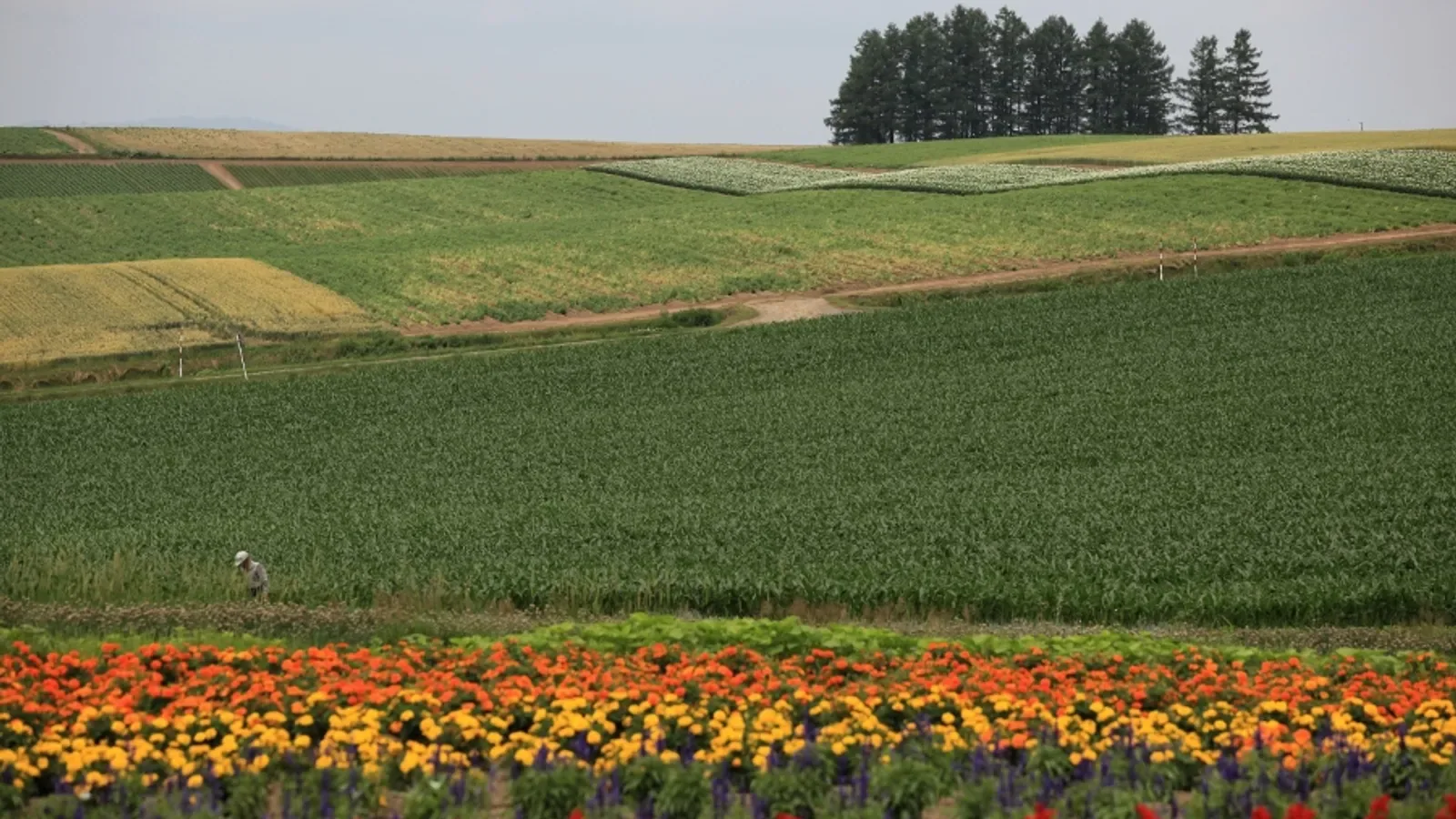 Hügellandschaft in Biei im Sommer