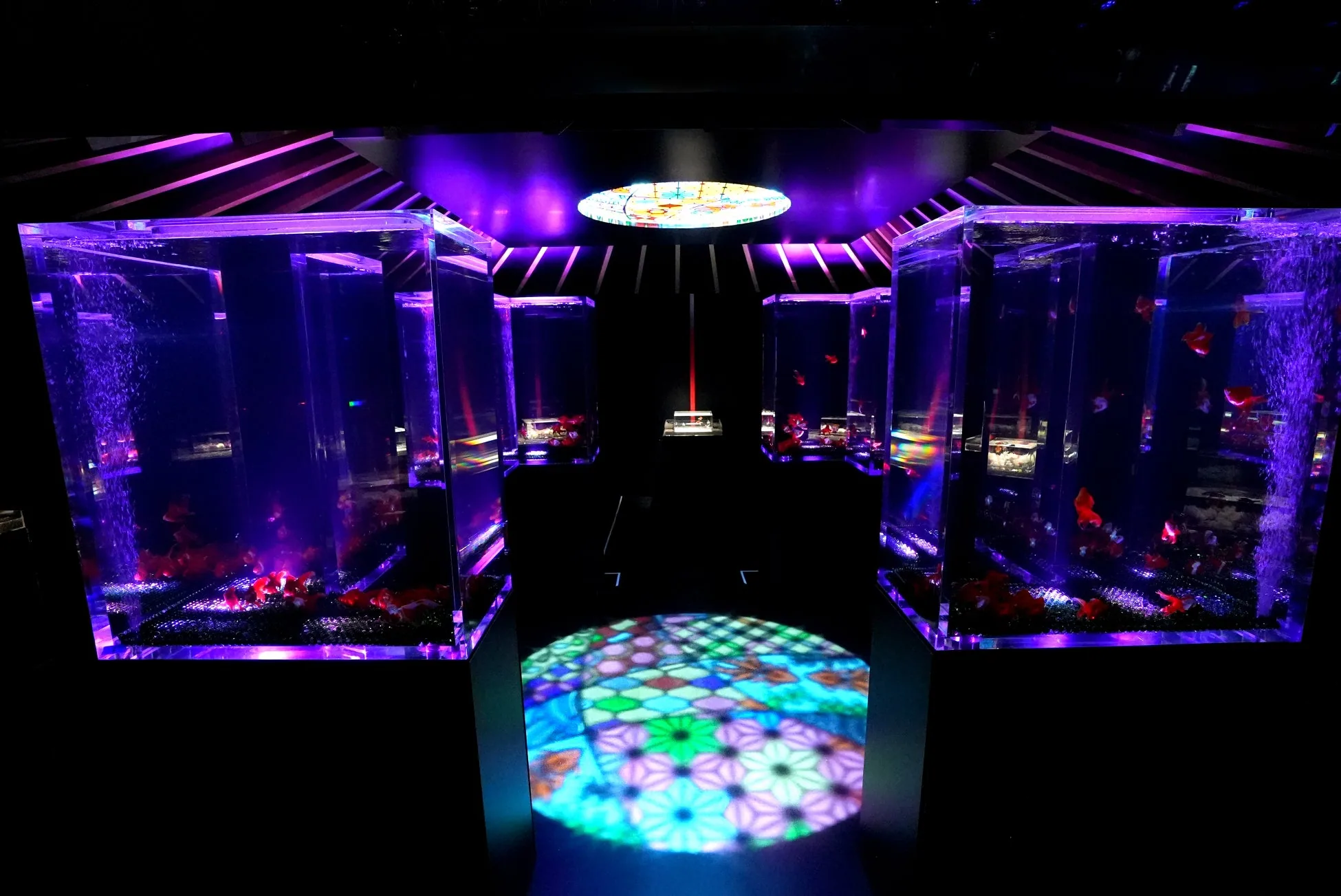 Neue Goldfisch-Installation Goldfisch-An im Nagoya Art Aquarium 2026