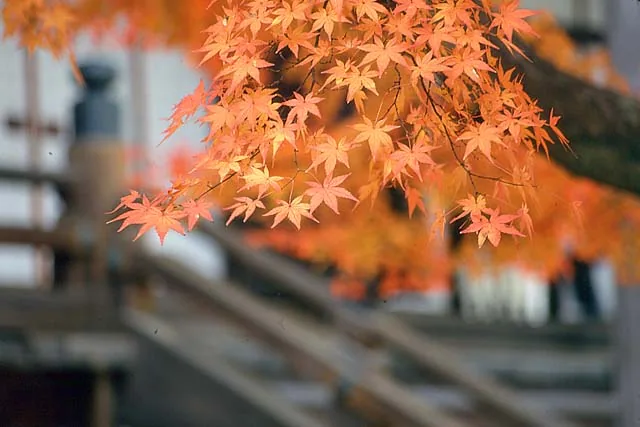 Nächtliche Herbstbeleuchtung an einem Kyoto-Tempel
