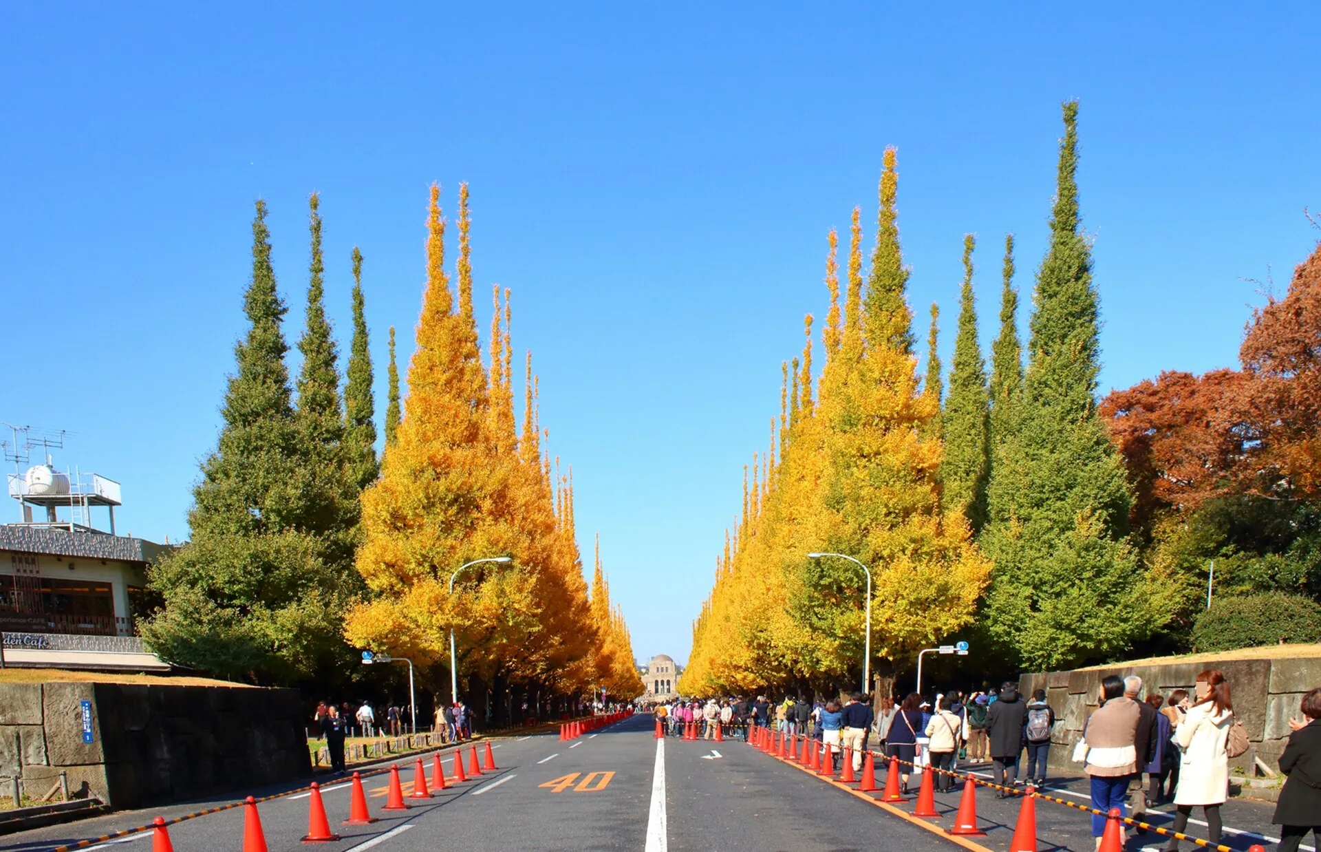 Jingu Gaien Ginkgo in Tokyo im späten Herbst