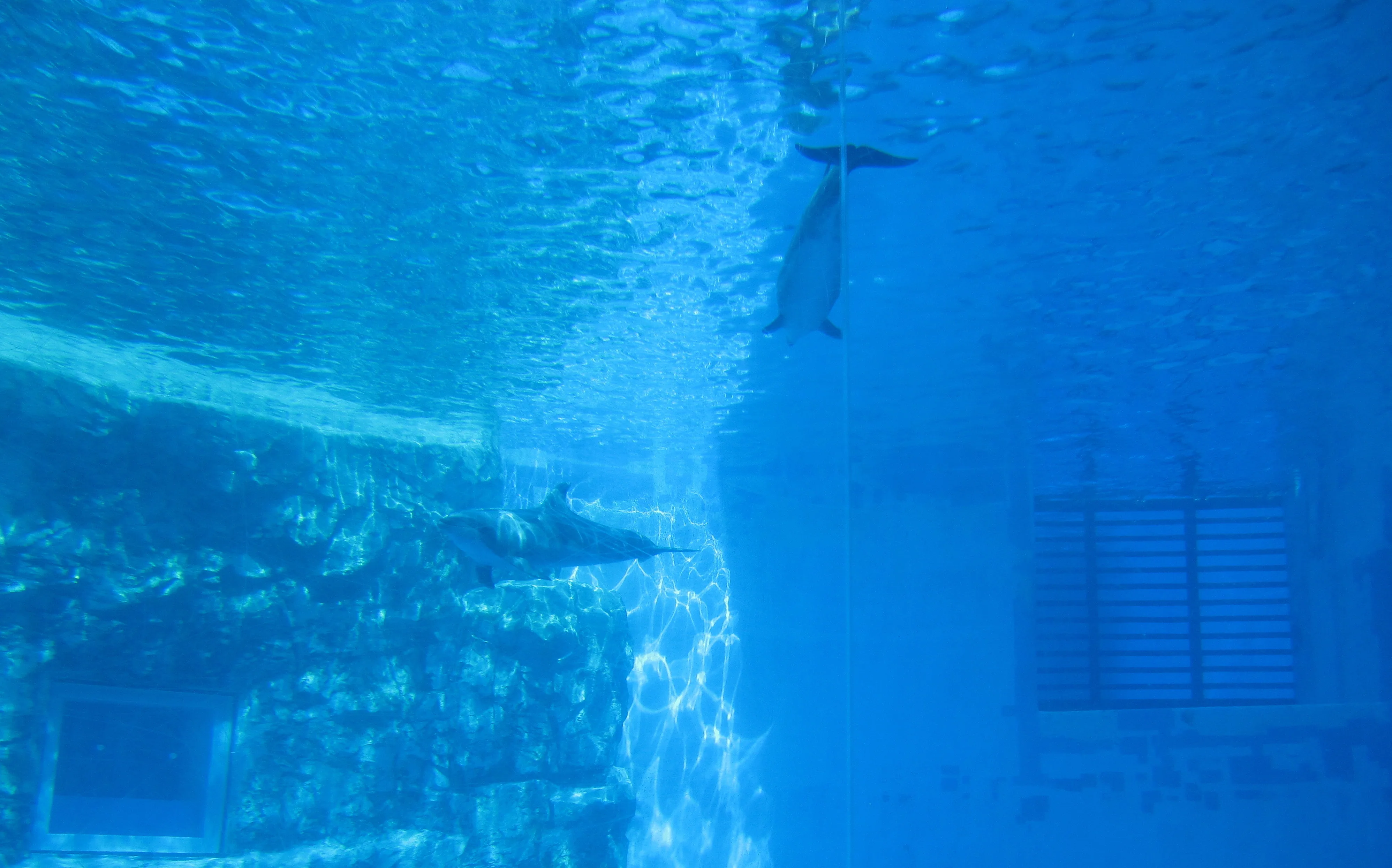 Delfinbecken im Nagoya Port Aquarium