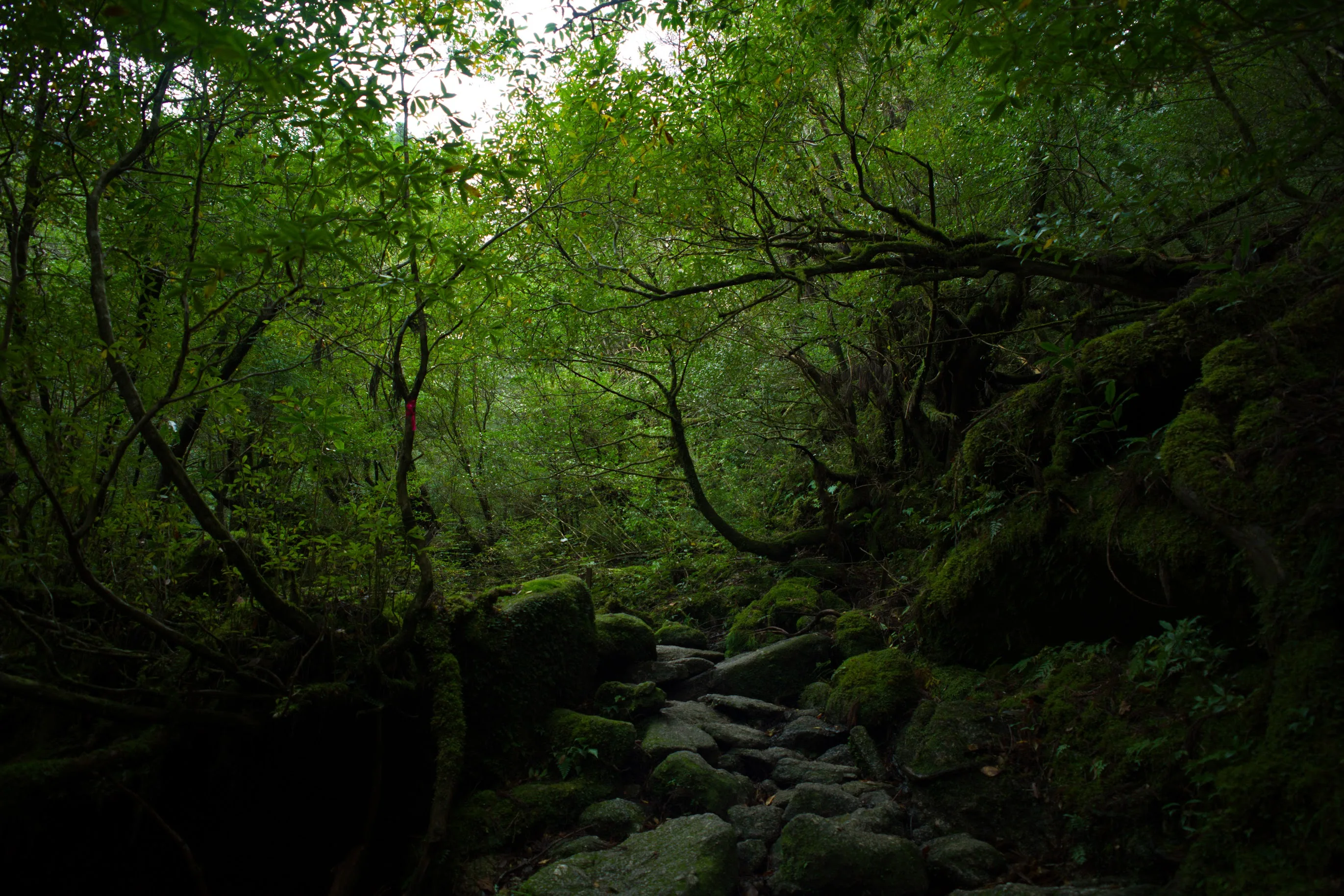 Mooswald in Shiratani Unsuikyo auf Yakushima