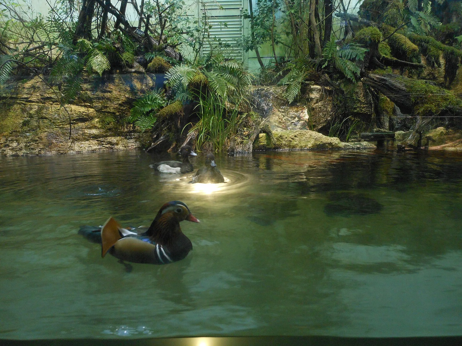 Meerestiere im Toba Aquarium