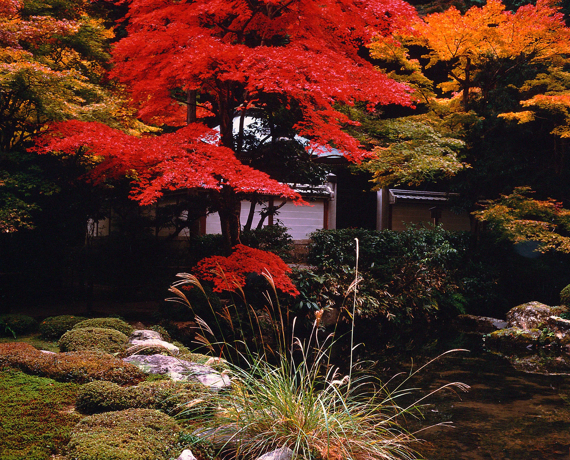 Traditionelles Teehaus mit Strohdach in einem grünen japanischen Garten