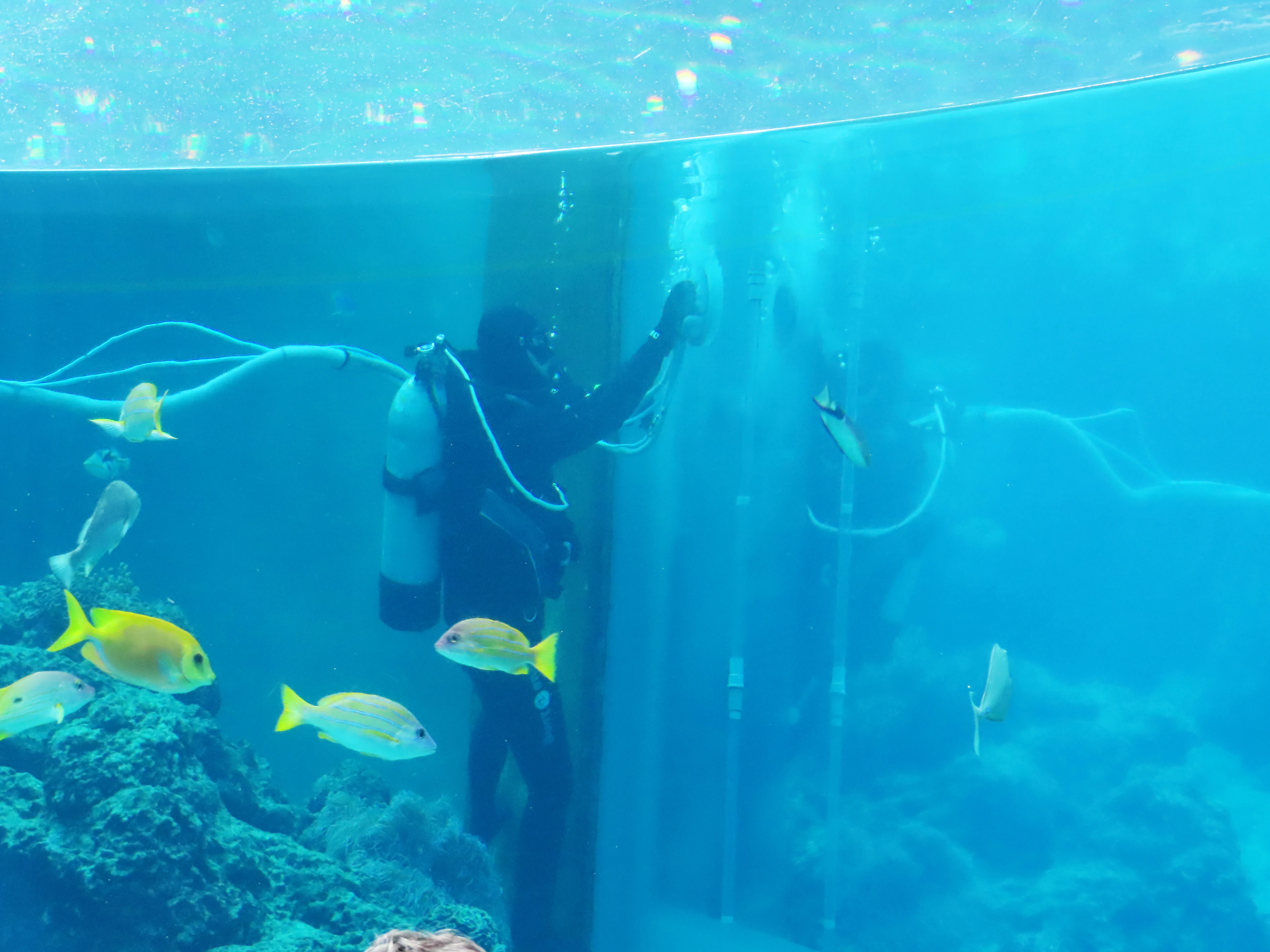 Familienbesuch im Okinawa Churaumi Aquarium